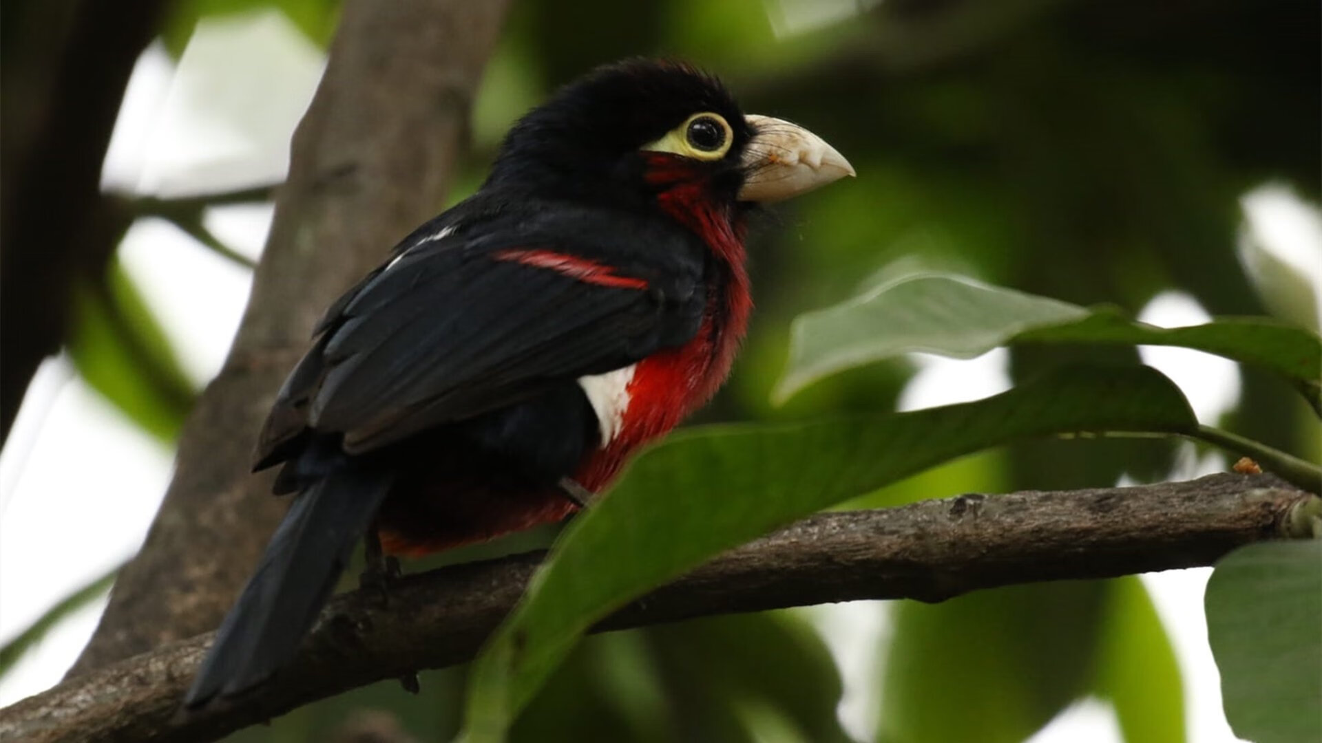 加拿大力克多特蒙德？罗德里戈如何化身冰原上的关键先生