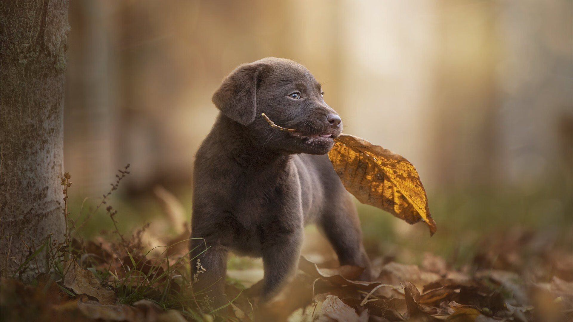 命运交叉口,当阿圭罗的大舞台遇见沉默的山呼海啸
