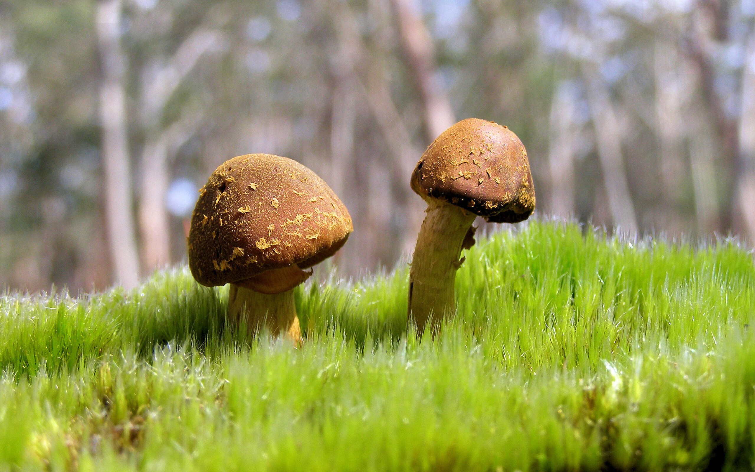 钢铁洪流与冰封王座，当骑士的铁蹄踏碎达拉斯，伦纳德完成救赎