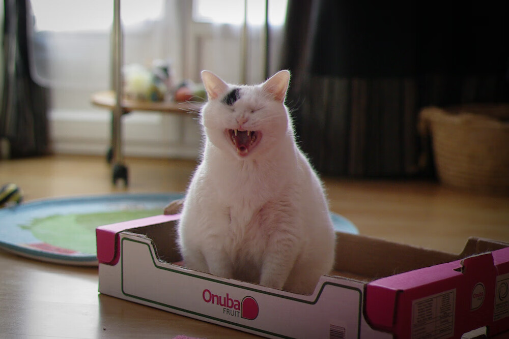 夜战巴林，静默刺客阿拉巴以绝对压制力奏响新序曲