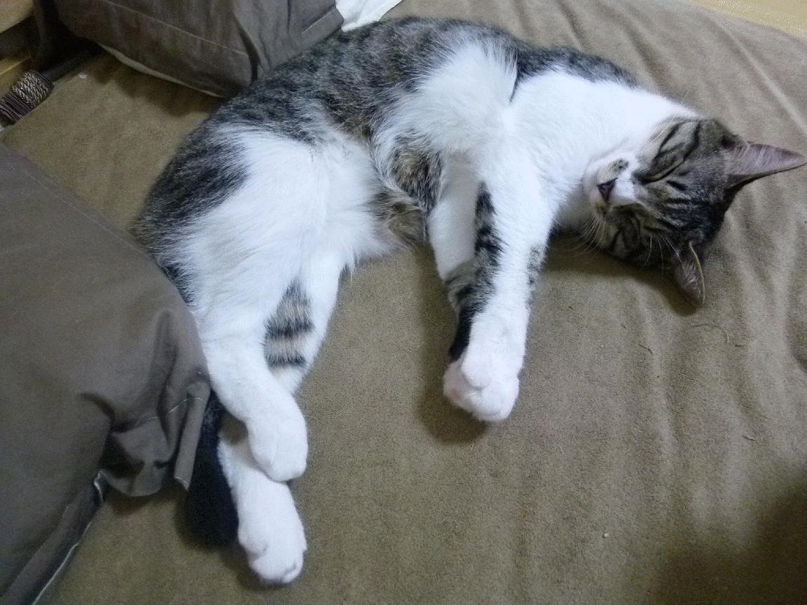 小人物的大舞台，范弗利特一记长传刺破森林狼，篮网险胜背后的无声领袖