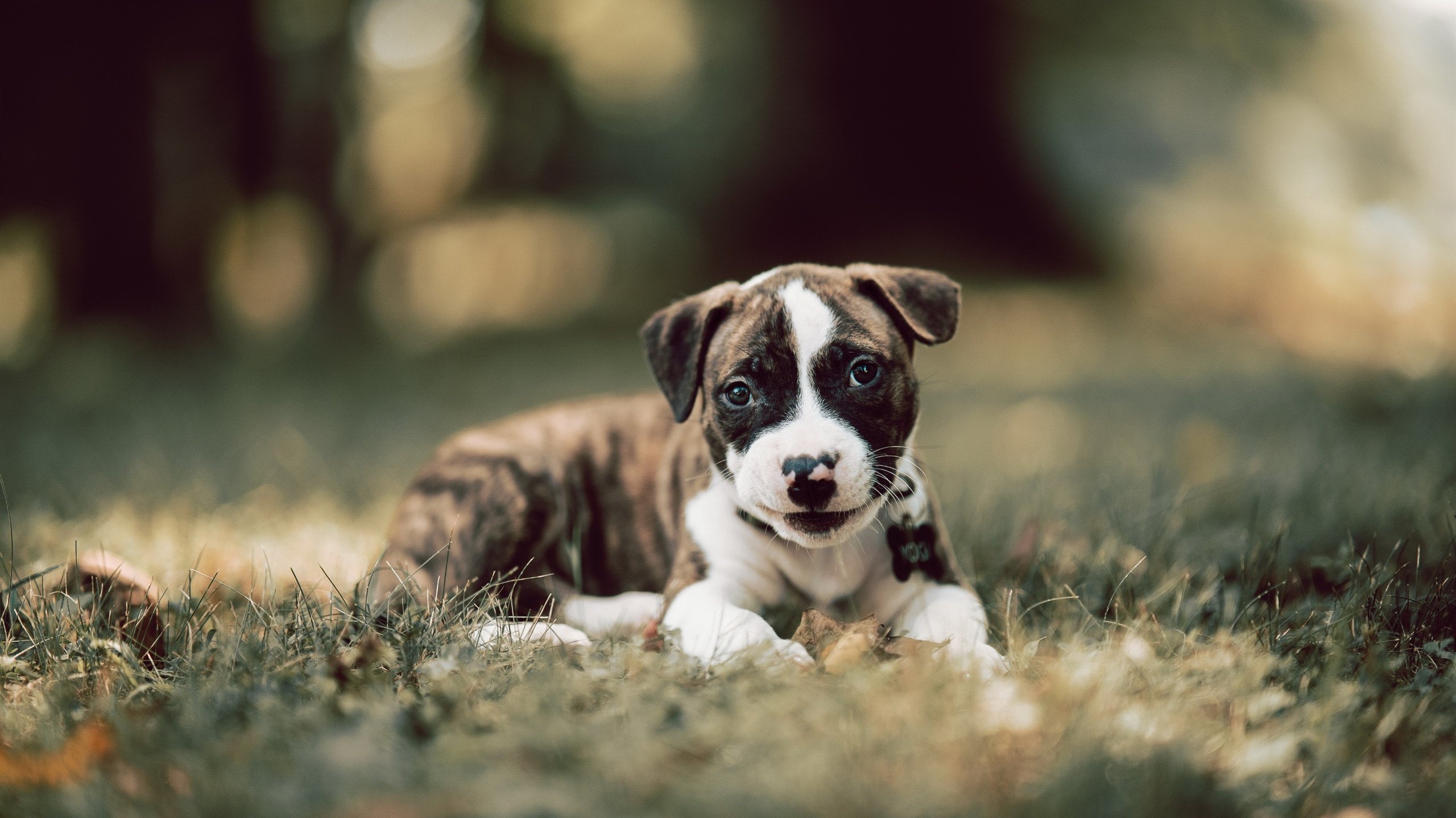 新王当立！文班亚马化身擎天白玉柱，率马刺攻克深圳堡垒挺进下一轮