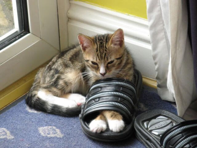 凡人之躯,比肩神明,当戈贝尔在至暗时刻披上超级英雄的斗篷