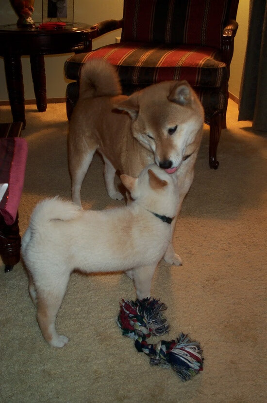 足球唯一性时刻,尼斯终结卡塔尔悬念,莫德里奇德甲争冠战封神